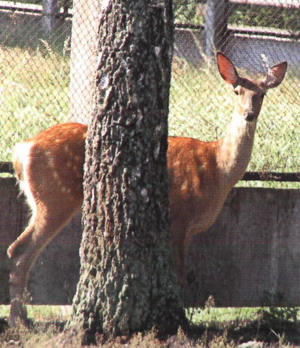 Вольеры с животными в Беловежской пуще