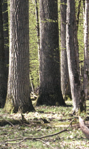 Вековой дубовый лес