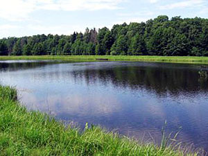 Озеро в Беловежской Пуще