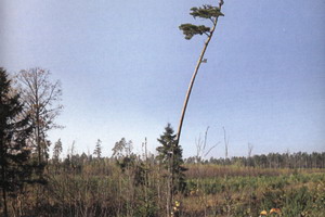 Следы урагана в Беловежской пуще