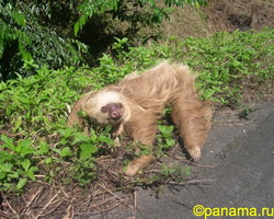 Панама: Бокас, обезьяна, Обезьяна - гулящая
